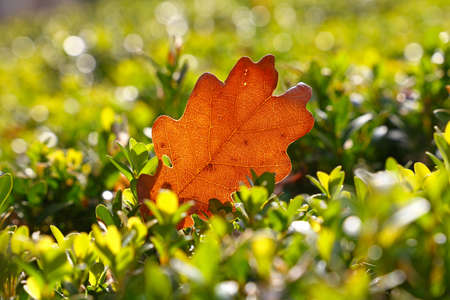 Close up one backlit orange autumn fallen oak tree leaf in grass on the ground, low angle viewの写真素材