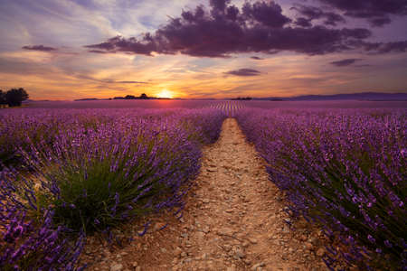 Purple blooming lavender field of Provence, France, at sunset with beautiful scenic skyの写真素材