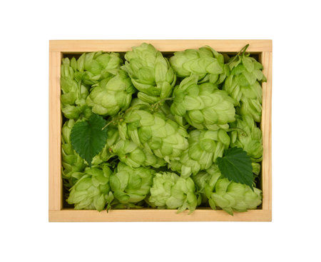 Close up one wooden box of fresh green hop flowers isolated on white background, elevated top view,...