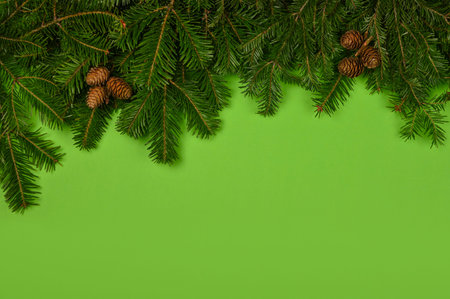 Close up fresh spruce or pine Christmas tree branches with cones over green background with copy...