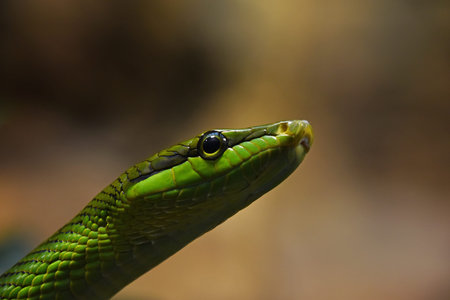 Close up Gonyosoma oxycephalum, known commonly as the arboreal ratsnake, the red tailed green...