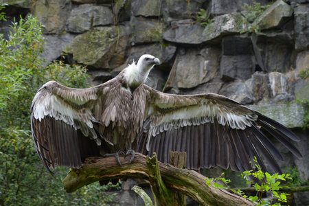 Close up full length profile portrait of Eurasian griffon vulture (Gyps fulvus) with wings wide...