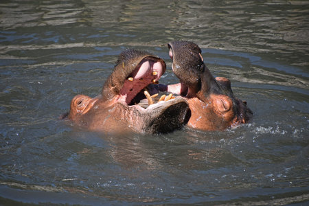 Close up couple of hippos swim and play in water, high angle view
