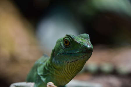 Close up profile portrait of vivid green lizard, high angle, front viewの写真素材