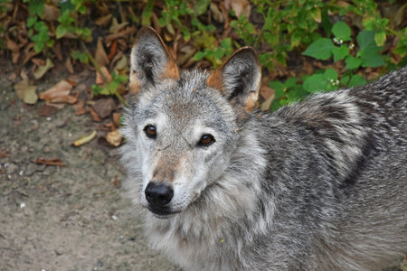 Close up portrait of young grey wolf pup looking at camera, high angle view