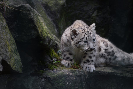 Close up full length front portrait of young snow leopard cub on rocks, looking at camera, low angle...