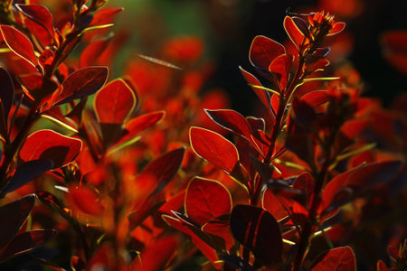 Close up vivid backlit red autumn berberis or barberry leaves, low angle viewの写真素材