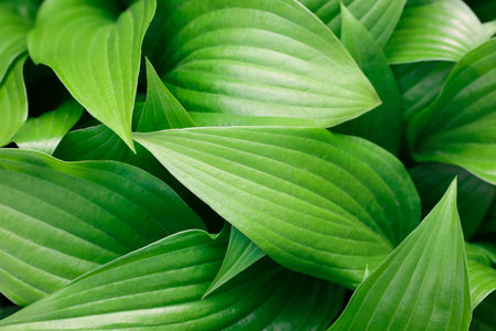 Closeup background of fresh green Hosta plant leaves, elevated high angle view, directly aboveの写真素材