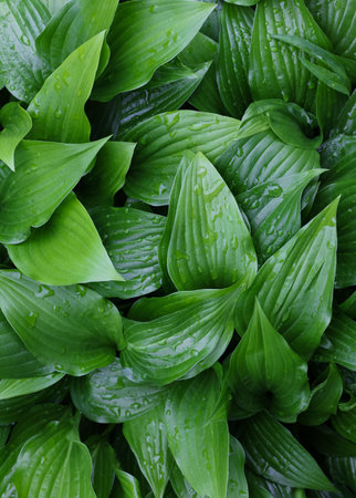 Closeup background of fresh green Hosta plant leaves with water drops after rain, elevated high...