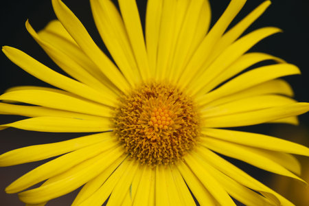 Close up yellow Doronicum or leopard bane flower, high angle view