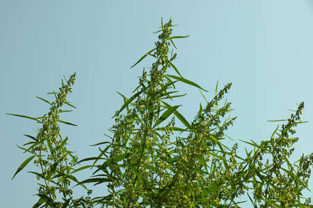 Close up fresh green cannabis or hemp in bloom over blue sky, leaves, buds and flowers, low angle viewの写真素材