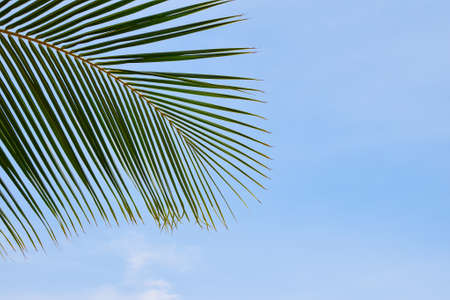 Close up palm tree leaves over clear blue sky with copy space, low angle viewの写真素材