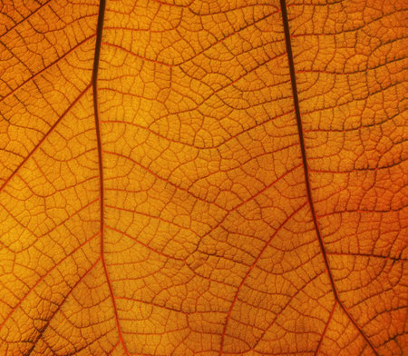 Extreme close up background texture of backlit orange autumn leaf with veins pattern