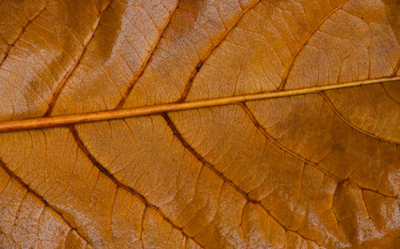 Extreme close up background texture of orange autumn leaf with veins pattern, wet after rainの写真素材