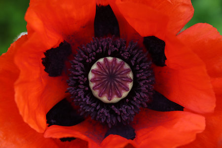 Macro shot inside of poppy flowerhead stamen and pistil, with vivid red flower petals around, high angle view, directly aboveの写真素材