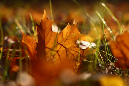 Close up one backlit orange autumn fallen maple leaf in grass on the ground, low angle viewの写真素材
