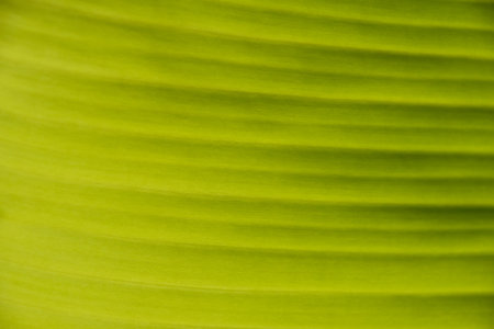 Extreme close up background texture of backlit bright green palm leaf with veins
