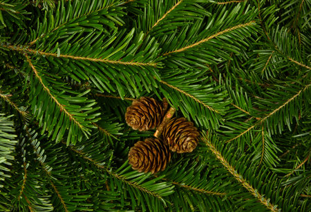 Close up background of fresh green spruce or pine branches with brown cones, elevated top view,...