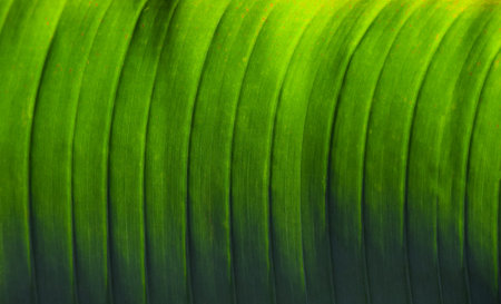 Extreme close up background texture of backlit bright green palm leaf with veins