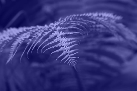 Close up background of fresh spring fern leaves, toned in lavender, very peri, color of year 2022, low angle viewの写真素材