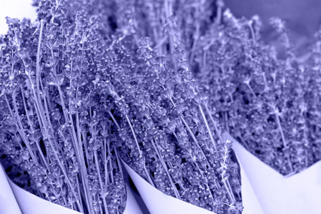 Close up bouquets of dried lavender flowers wrapped in paper at retail display of flower shop, very peri, color of year 2022の写真素材