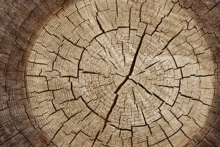 Close up gray background texture of old weathered tree trunk cross section with wood splits and annual rings pattern, elevated top view, directly aboveの写真素材
