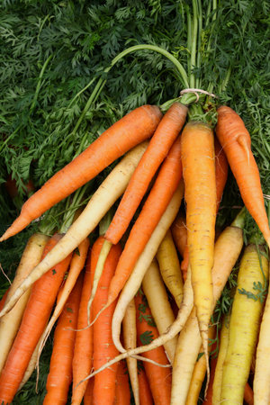 Close up bunches of fresh washed orange and yellow new farm carrot at retail display of farmer market, high angle viewの写真素材