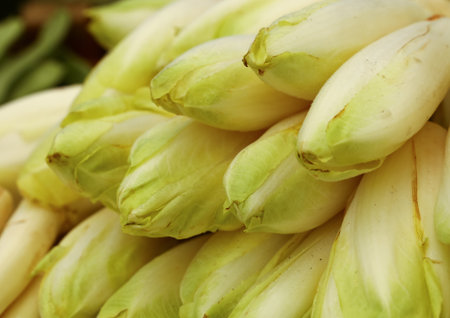 Close up fresh white green endive, salat chicory (Cichorium endivia) at retail display of farmer market, high angle viewの写真素材