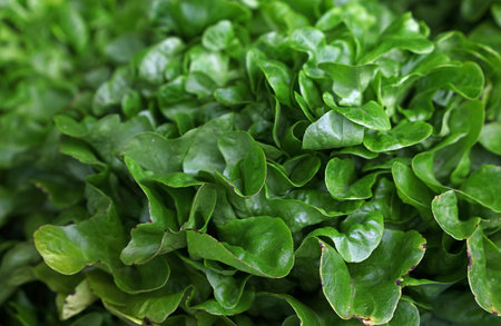 Heap of fresh green lettuce salad on farmers market display, close up, high angle viewの写真素材
