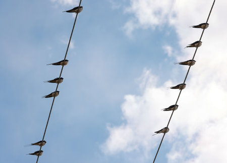 Many swift, swallow or martlet birds perching on wires over background of blue sky with copy space, low angle viewの写真素材