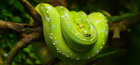 Green tree python rests camouflaged on a textured tree branch, displaying its vibrant scales and characteristic posture in a natural rainforest habitatの写真素材