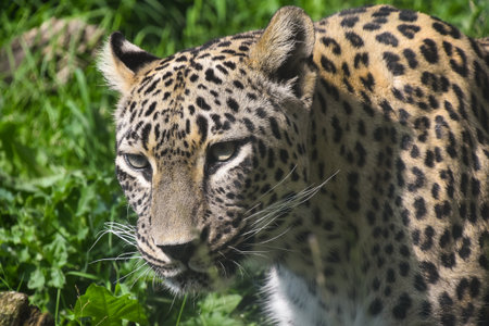 Close up front portrait of African leopard looking at camera, low angle viewの写真素材