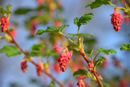 Red flowering currant blossoms, Ribes sanguineum, growing on a branch with light green leaves,...
