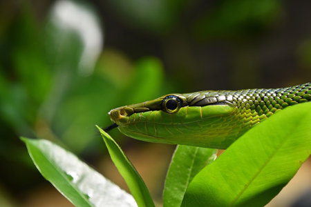 Close up Gonyosoma oxycephalum, known commonly as the arboreal ratsnake, the red tailed green ratsnake in tree leaves, low angle, side viewの写真素材