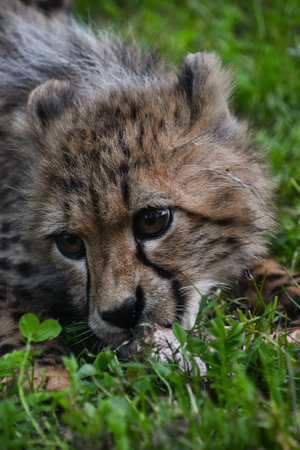 Close up portrait of cheetah (Acinonyx jubatus) cub looking at camera over green backgroundの写真素材