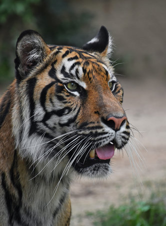 Sumatran tiger looking seriously to the side, displaying its distinctive orange and black stripes,...