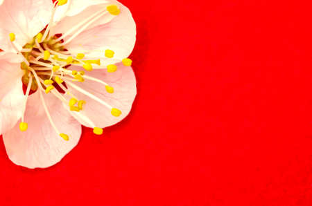 One apricot flower close up isolated on redの写真素材