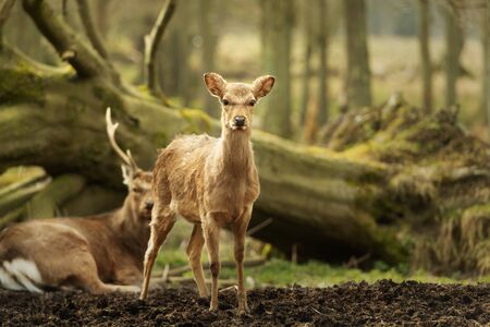 Wild young deer in the spring sunny forest, Klampenborg Denmarkの写真素材