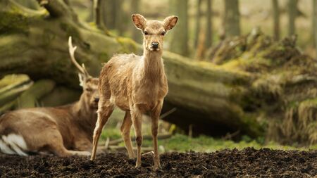 Wild young deer in the spring sunny forest, Klampenborg Denmarkの写真素材