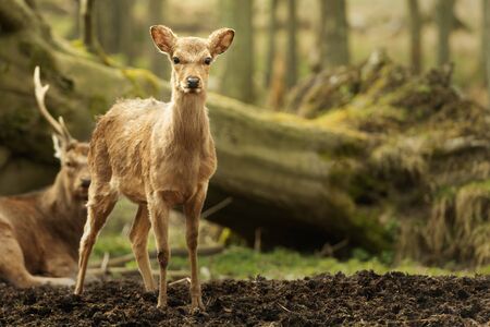 Wild young deer in the spring sunny forest, Klampenborg Denmarkの写真素材