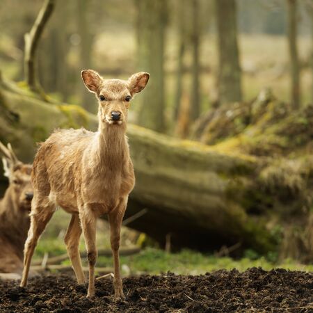 Wild young deer in the spring sunny forest, Klampenborg Denmarkの写真素材