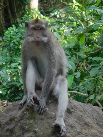 Ubud, Bali