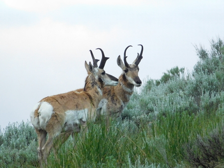 Yellowstone National parkの写真素材