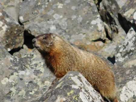 Yellowstone National Parkの写真素材