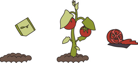 Illustration of the stages of tomato growth. The stages of maturation are a seed, a bush and a mature fruit. Delicious sliced juicy tomatoes. Ready to use eps for your designのイラスト素材