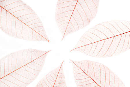 Dry leaves on white backgroundの写真素材