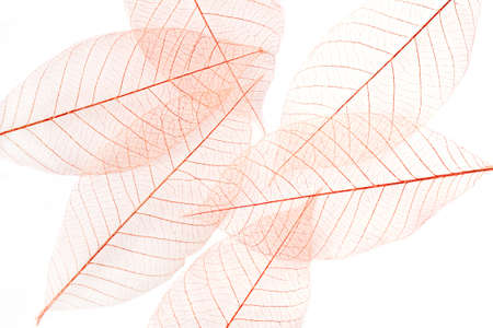 Dry leaves on white backgroundの写真素材