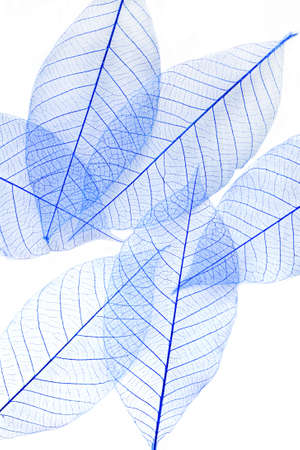 Dry leaves on white backgroundの写真素材