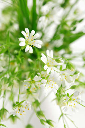 Beautiful forest flowers as table decoration in morning lightの写真素材