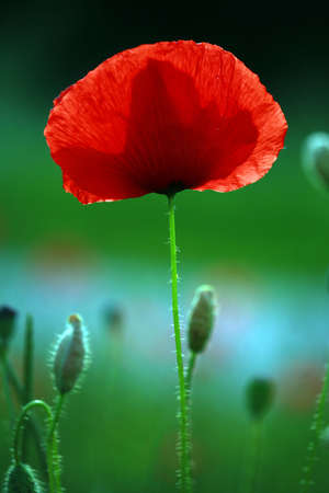 Detail of poppy in poppy fieldの写真素材
